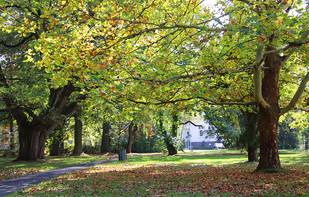 Vitos Park mit altem Baumbestand am Standort Gießen