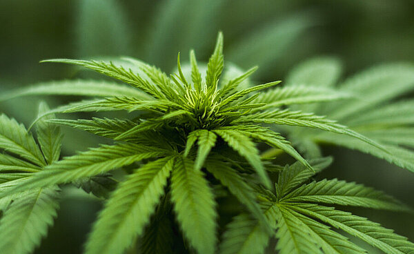 Risiken des Cannabis-Konsums