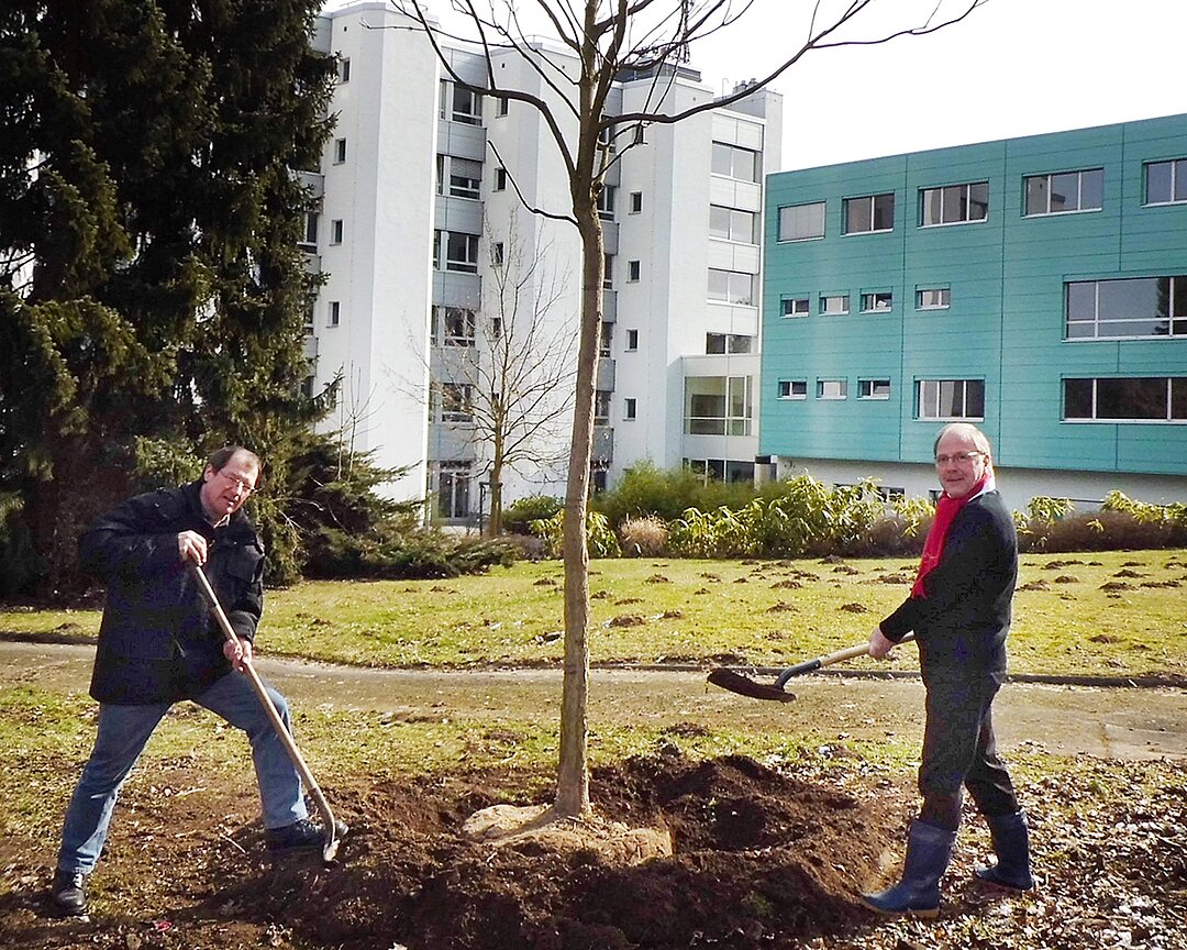 Klinik-Geschäftsführer Peter Lutze (r.)  und Ralf Trautmann, Leiter der Technischen Abteilung, pflanzten den ersten Trompetenbaum.