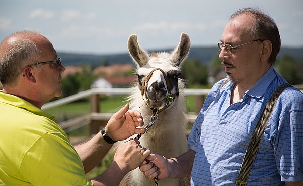 In der tiergestützten Therapie werden unter anderem Lamas eingesetzt.