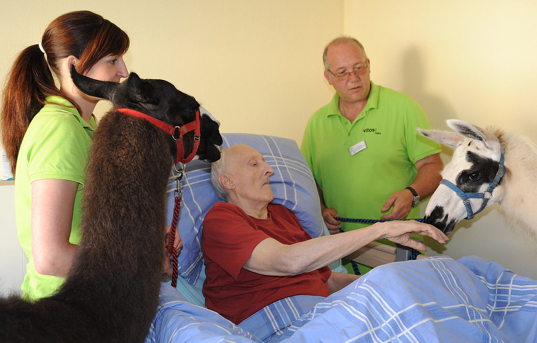 Lamas am Patientenbett: Die Tiergestützte Therapie soll den Klienten dabei helfen, soziale Fähigkeiten neu zu entdecken, ihre Fähigkeiten zu erhalten oder weiterzuentwickeln.